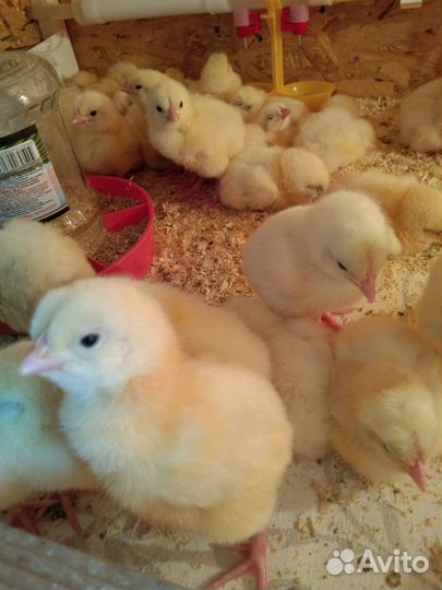 Бройлер суточный