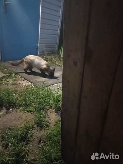 Породистые котята в добрые руки бесплатно