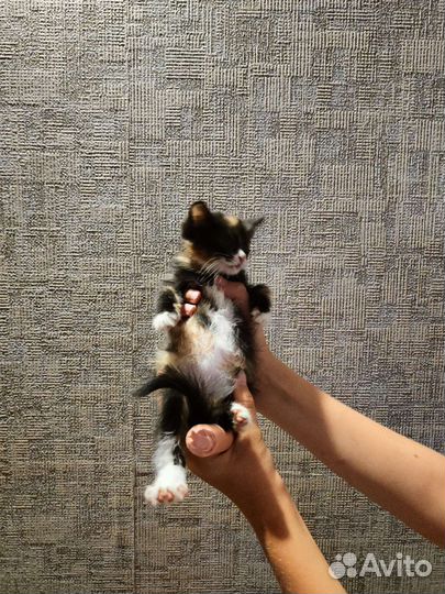 Отдам котёнка (подкидыш)