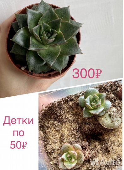Суккуленты