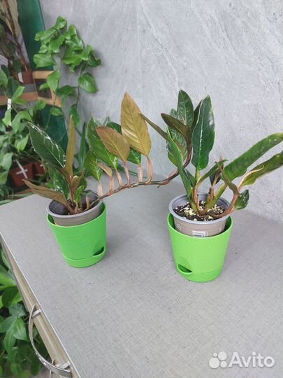 Сциндапсус