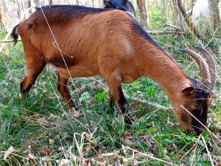 Козы молодняк под покрытие