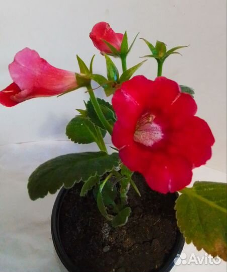 Глоксинии сортовые