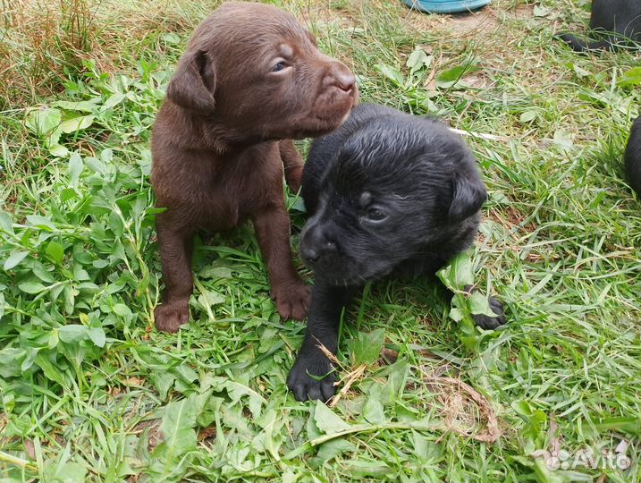 Щенки лабрадора