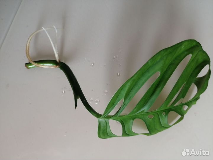 Монстера Эскелето (Monstera Esqueleto) и другие