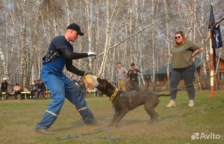 Дрессировка собак, кинолог