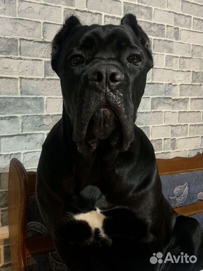 Кобель вязка Кане корсо