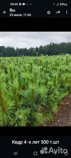 Саженцы кедра сибирского