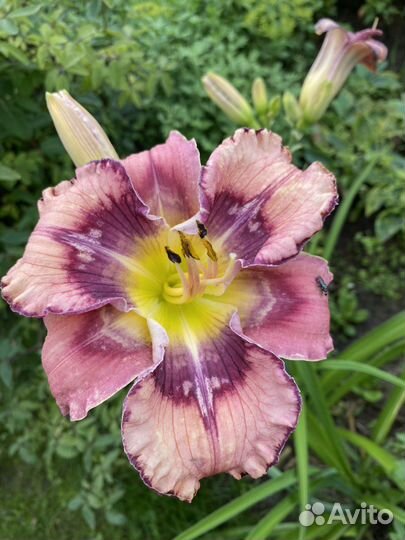 Продам лилейник сортовой