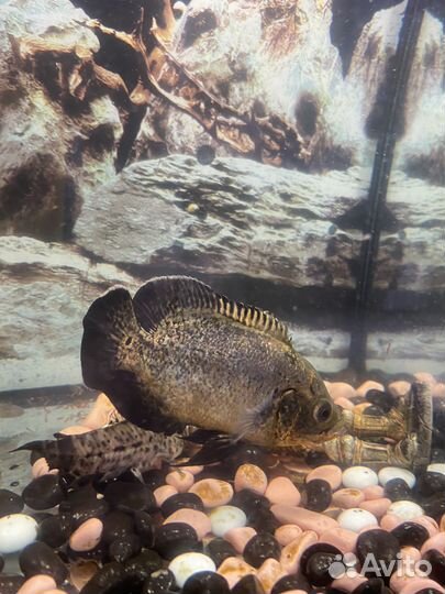 Астронотусы