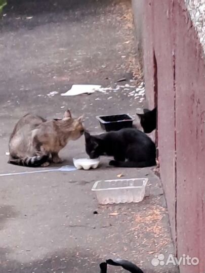 Котята живут в подвале