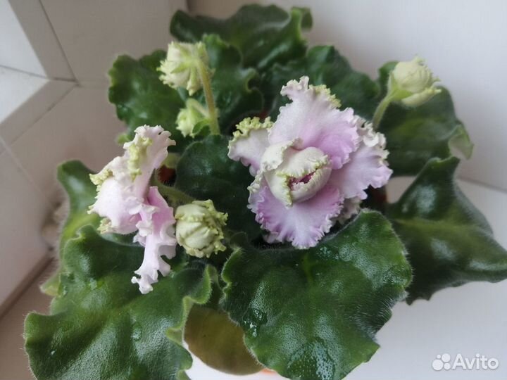 Сортовые фиалки