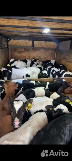 Телята бычки