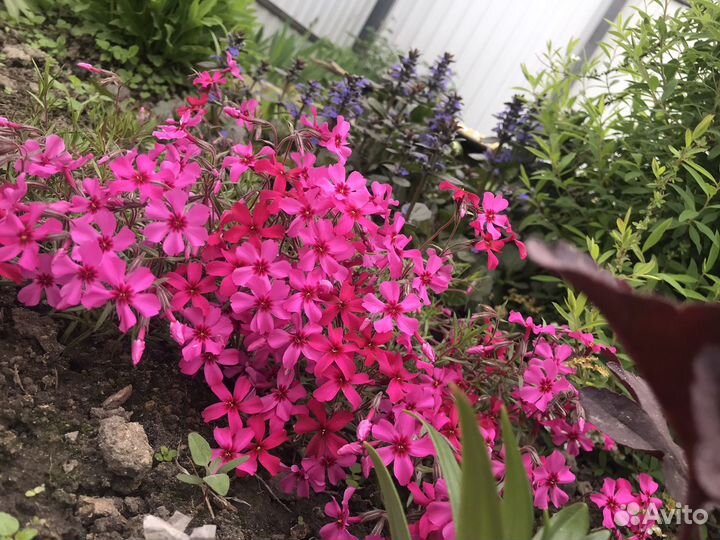 Многолетние цветы для сада