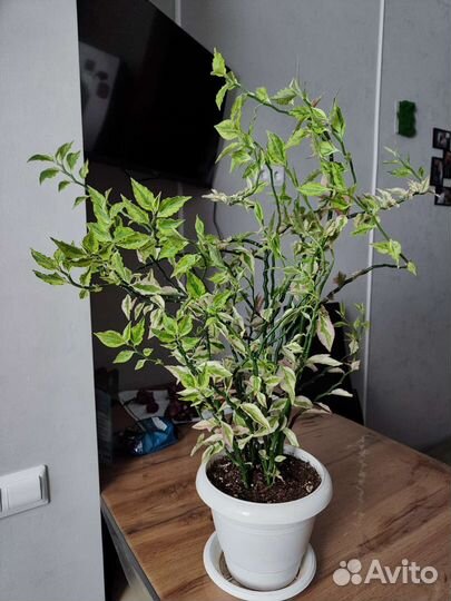 Комнатные цветы