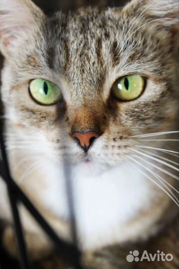 Кошечка Мишель