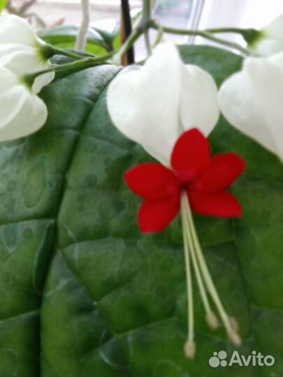 Клеродендрум томпсон