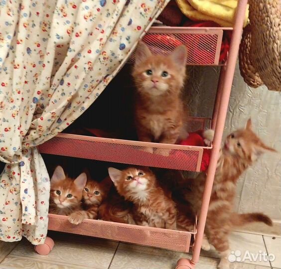 Котята мейн-кун