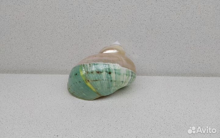 Бургис 10 морская ракушка раковина