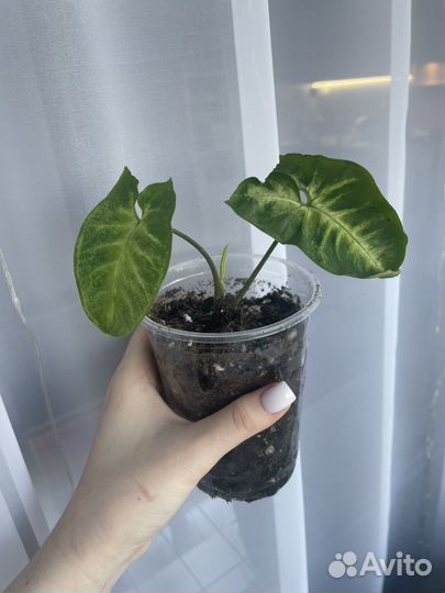 Сингониум, аглаонема