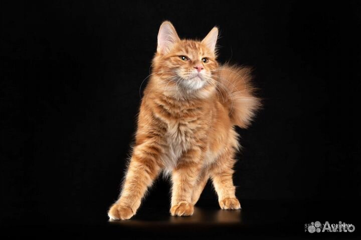Кошка курильский бобтейл
