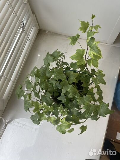 Плющ хедера