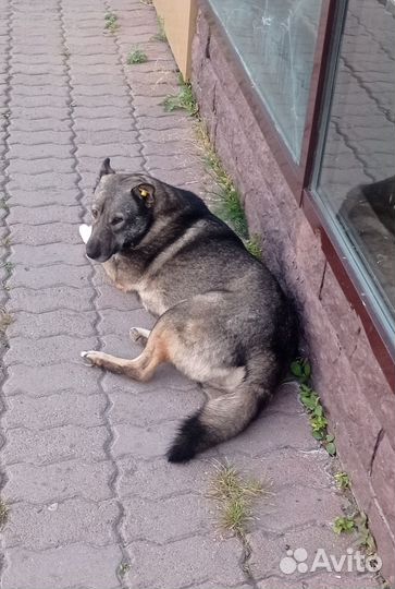 Собака в добрые руки