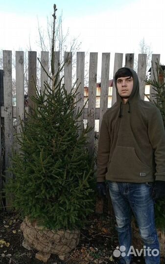 Сибирская ель экстра класс. Саженцы