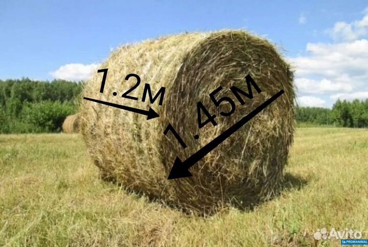Сено, Солома 2023года Мясо свинины