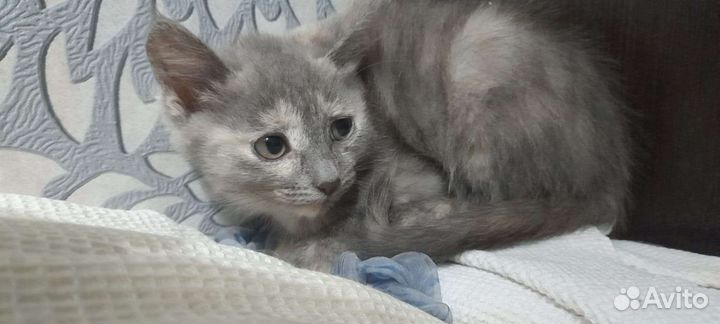 Кошка в дар бесплатно