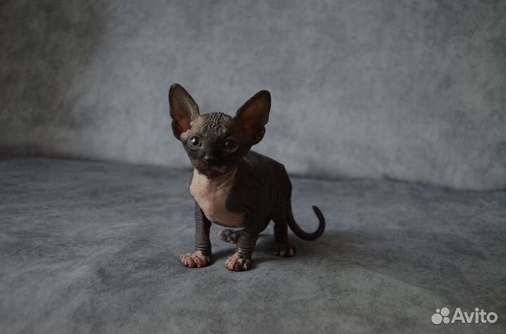 Канадский сфинкс котенок