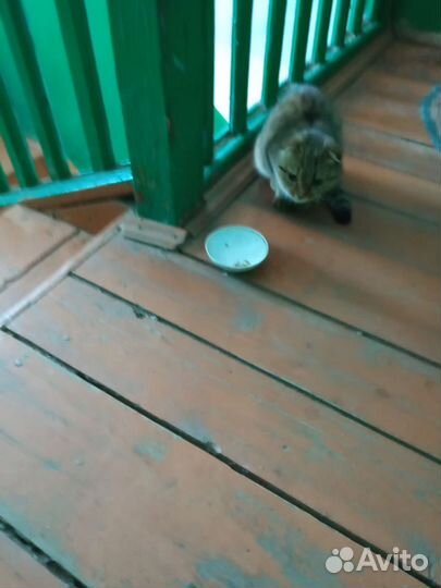 Кошечка в беде