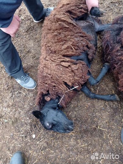 С/х животные бараны, на Курбан Байрам