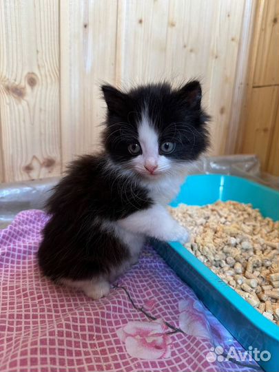 Милые котята