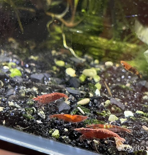 Аквариумные креветки,рыбки,растения
