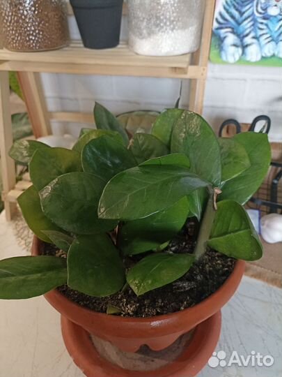 Замиокулькас