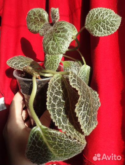 Медно-красная эписция макушки