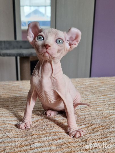 Канадский сфинкс Эльф