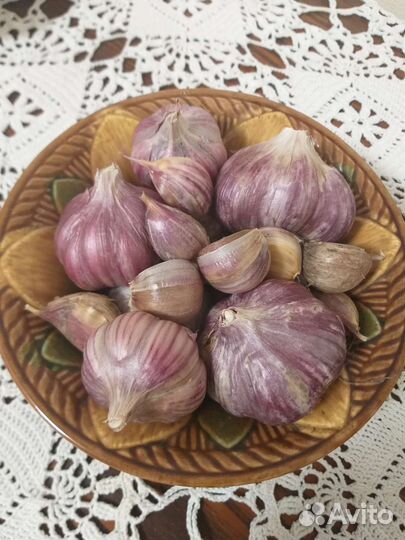 Чеснок домашний