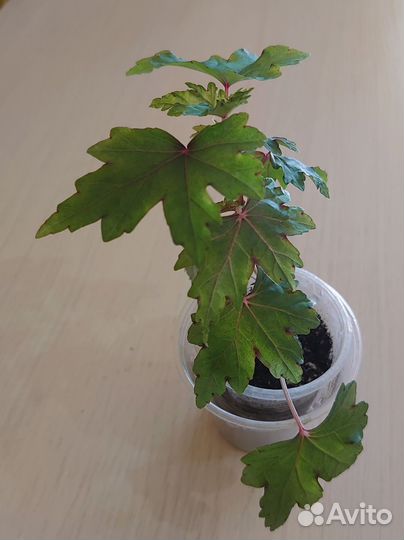 Бегония каудексная