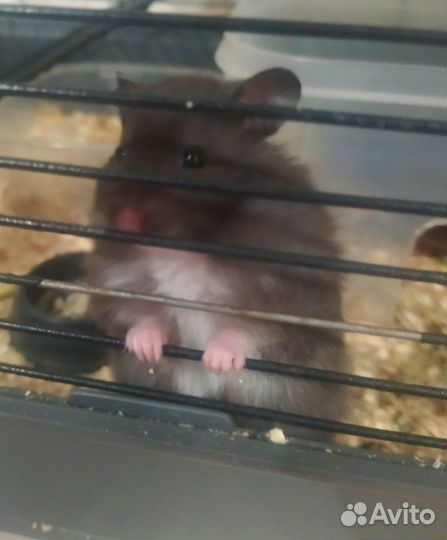 Сирийский хомяк