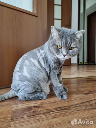 Отдам кота британца