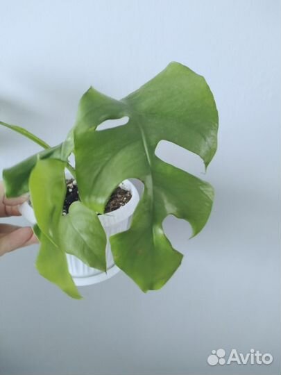 Монстеры, Ктенанта,Традесканция,Бегония,Маранта