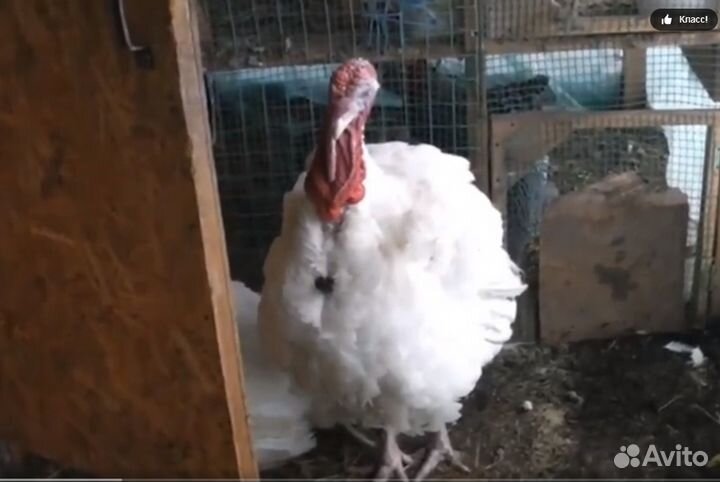 Индюшата суточные, тяжёлый кросс Биг6