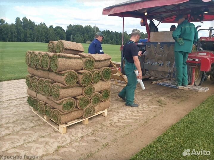 Газон в рулонах полевой с доставкой