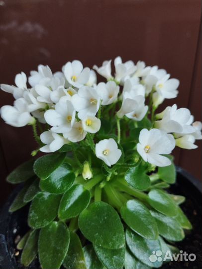 Фиалка Ле- Принцесса Лея