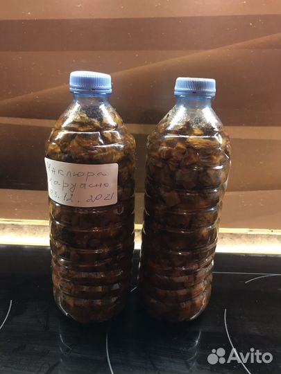 Маклюра адамово яблоко