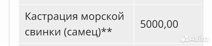 Морская свинка