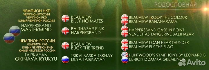 Брюссельский гриффон