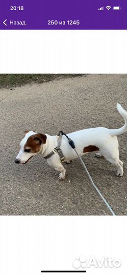 Шлейка для кошек, собак, кроликов